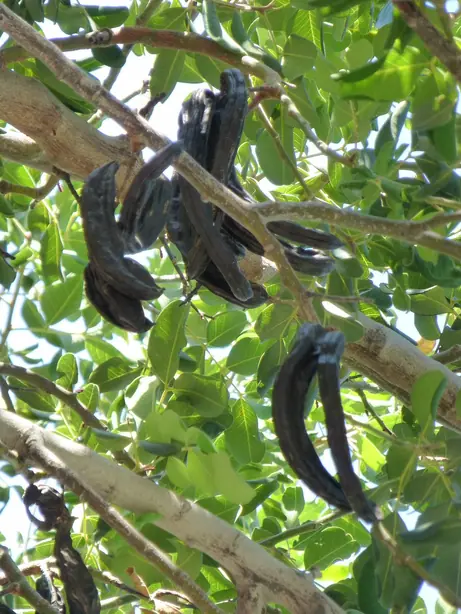 Cook Snap von kochcode-team