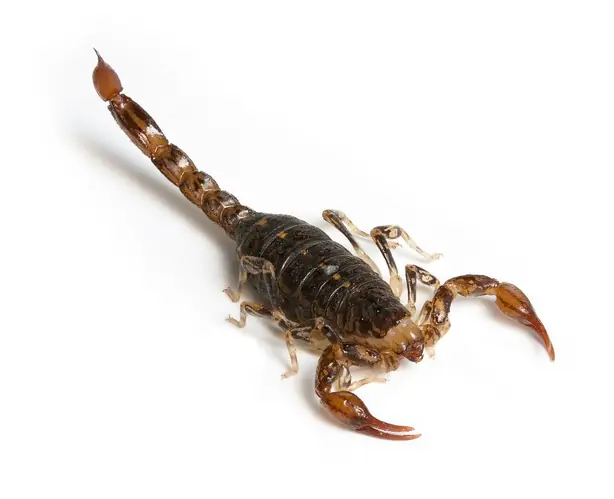 Cercophonius squama – Foto: Noodle snacks (CC BY-SA 3.0)