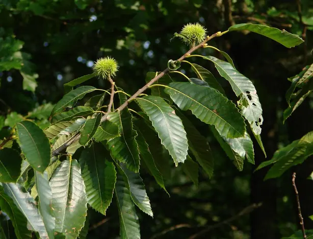 Cook Snap von kochcode-team