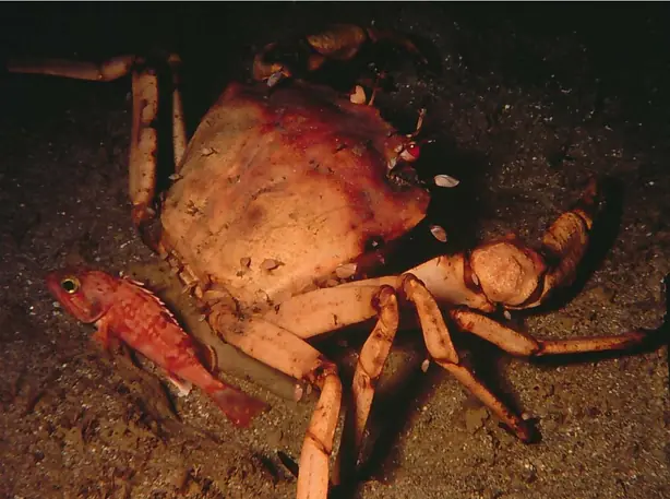 Foto von Gedämpfte Goldkrabbe klassisch – fertig angerichtet