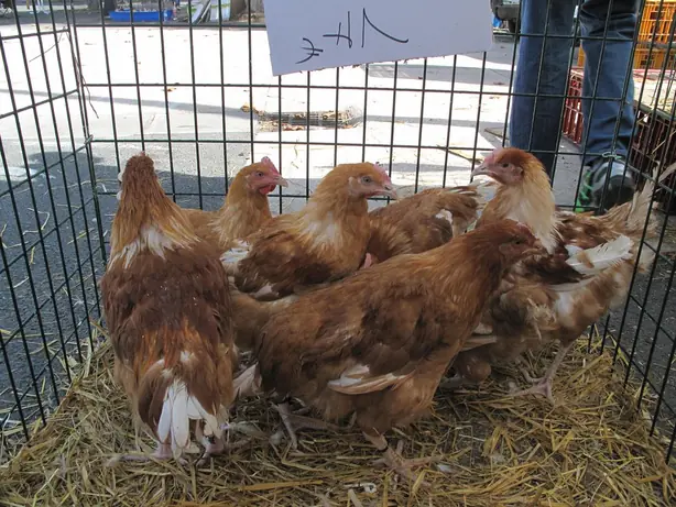 Cook Snap von kochcode-team