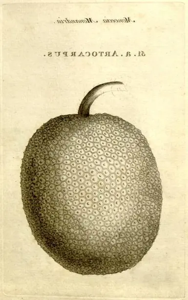 Cook Snap von kochcode-team