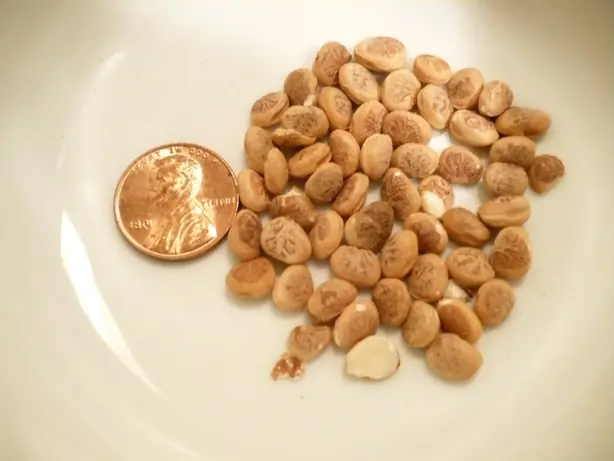 Foto von Indischer Kheer mit Charoli – fertig angerichtet