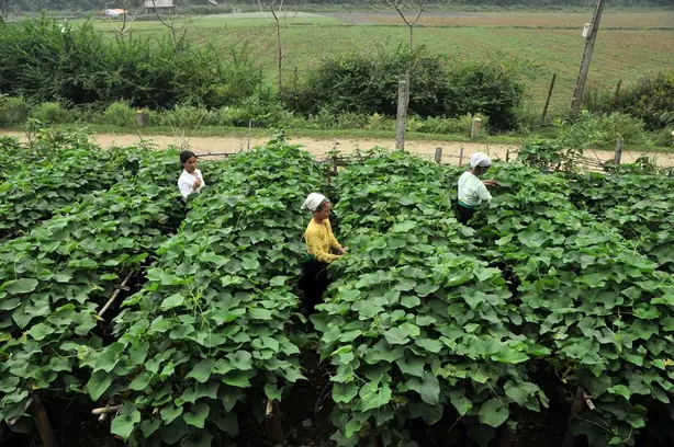 Cook Snap von kochcode-team