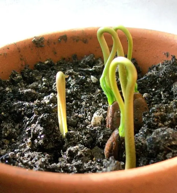 Cook Snap von kochcode-team