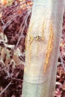 Cook Snap von kochcode-team