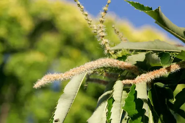 Cook Snap von kochcode-team