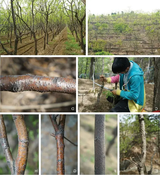 Cook Snap von kochcode-team