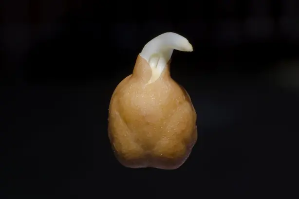 Cook Snap von kochcode-team