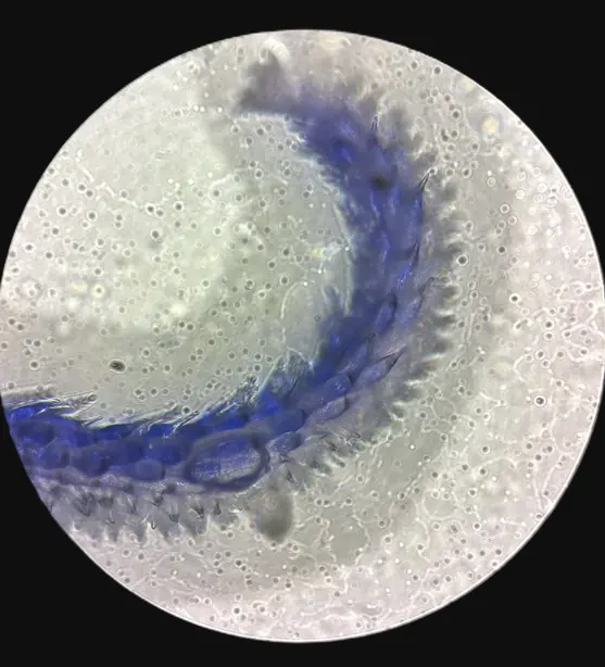 Foto von Belgischer Chicorée-Gratin klassisch – fertig angerichtet