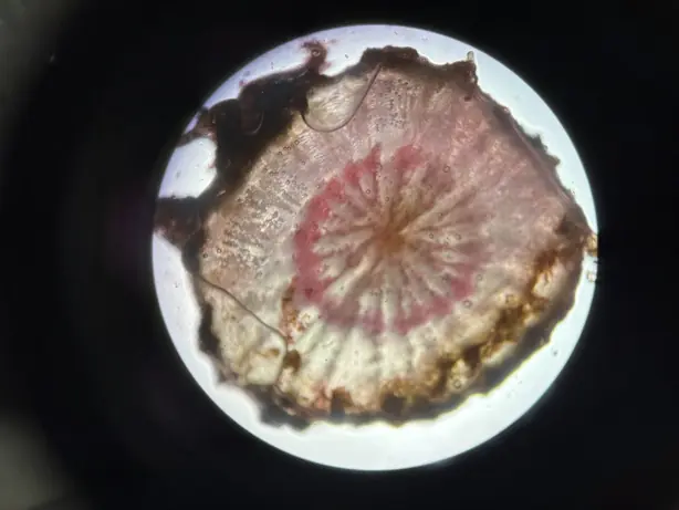 Cook Snap von kochcode-team