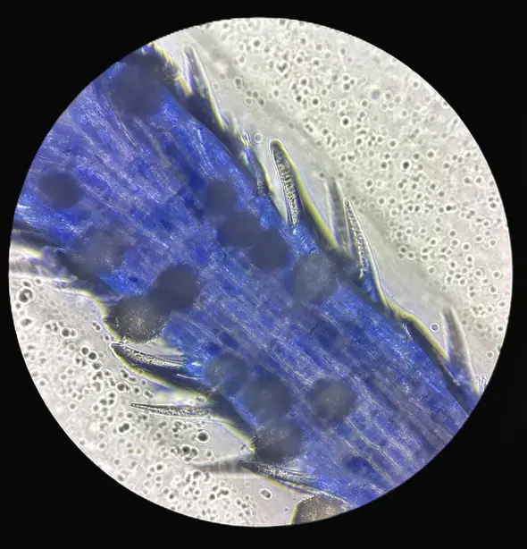 Cook Snap von kochcode-team