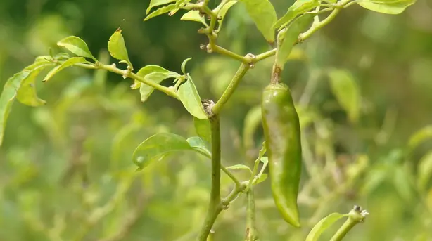 Cook Snap von kochcode-team