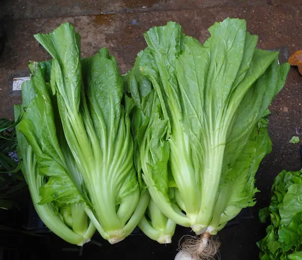 Cook Snap von kochcode-team