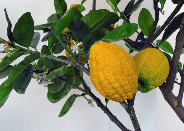 Cook Snap von kochcode-team