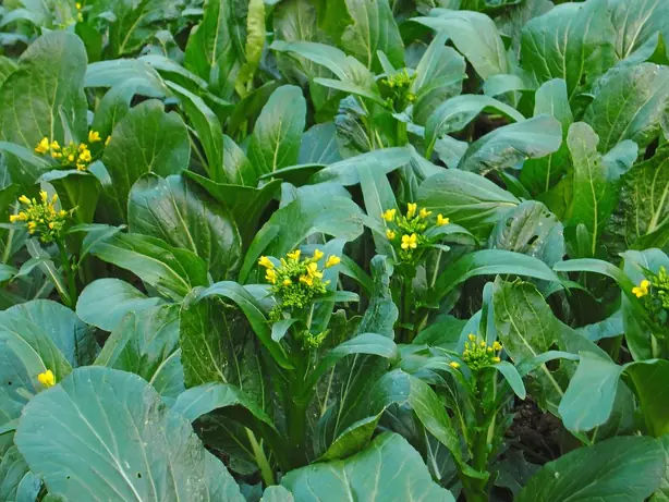 Cook Snap von kochcode-team