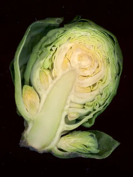 Chou de bruxelles coupe – Foto: Roger prat (CC BY-SA 3.0)