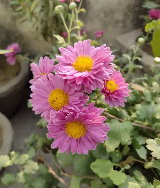 Chrysanthemum 01 – Foto: Sumit Satyajeet (CC BY-SA 4.0)