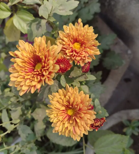 Chrysanthemum 02 – Foto: Sumit Satyajeet (CC BY-SA 4.0)