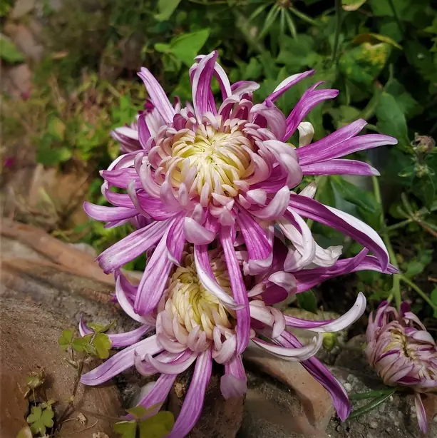 Chrysanthemum 094557 – Foto: Sabina Bajracharya (CC BY-SA 4.0)