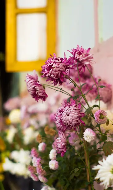 Chrysanthemum 2020 – Foto: Wasir kasab (CC BY 4.0)