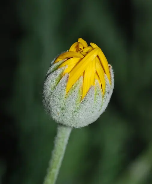 Chrysanthemum February 2008-2 – Foto: Alvesgaspar (CC BY-SA 3.0)