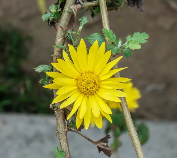 Chrysanthemum indicum 11012013 – Foto: Joydeep (CC BY-SA 3.0)
