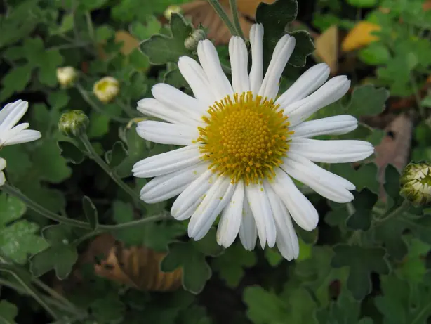 Chrysanthemum japonense var ashizuriense1 – Foto: KENPEI (CC BY-SA 3.0)