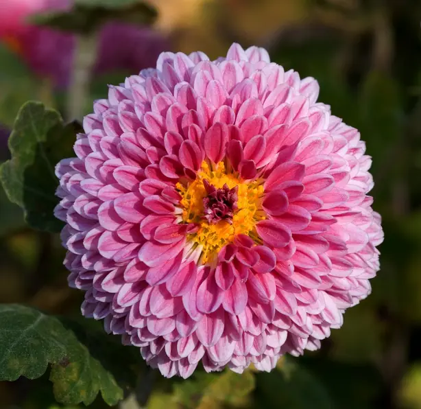 Chrysanthemum morifolium 08NOV – Foto: 池田正樹 (talk)masaki ikeda (PUBLIC DOMAIN)