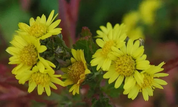 Chrysanthemum nangkingense – Foto: Stanislav Doronenko (CC BY-SA 2.5)