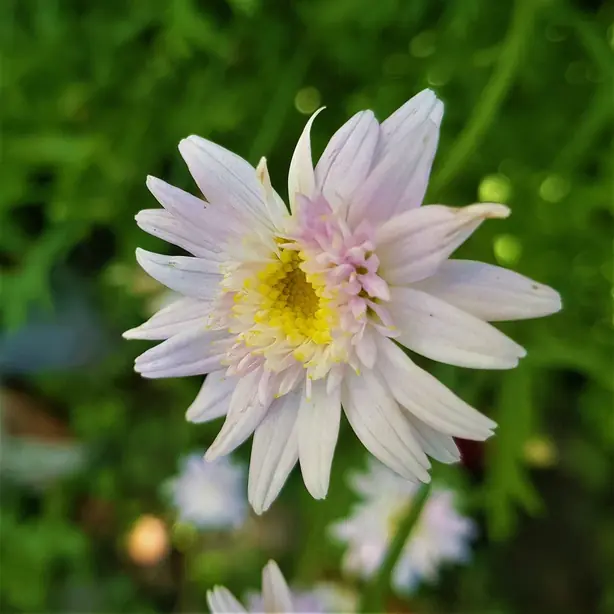 Chrysanthemum Plant (1) 06 – Foto: Sabina Bajracharya (CC BY-SA 4.0)