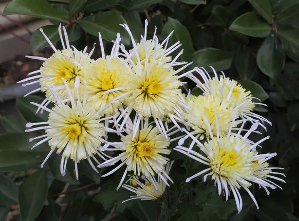 Chrysanthemum 'Vesuvius' – Foto: SKas (CC BY-SA 4.0)