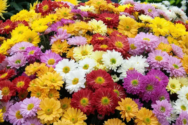 CHRYSANTHS MIXEDweb – Foto: Marktee1 (CC BY 4.0)