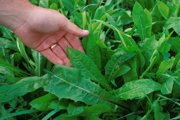 Cook Snap von kochcode-team