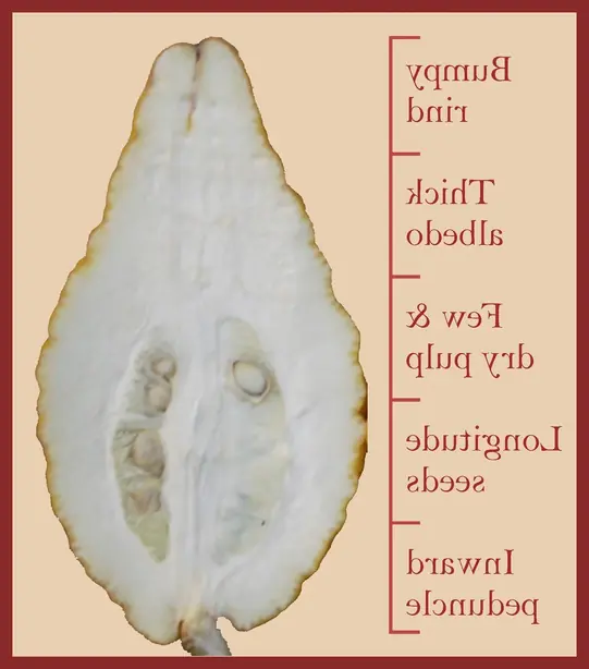 Cook Snap von kochcode-team