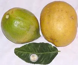 Cook Snap von kochcode-team