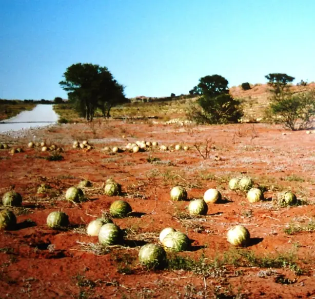 Foto von Klassische Zitronenmelonen-Konfitüre – fertig angerichtet