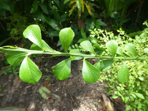 Foto von Australisches Fingerlimetten-Curd – fertig angerichtet
