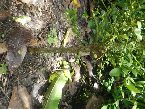 Cook Snap von kochcode-team