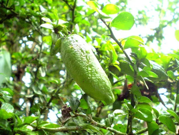 Cook Snap von kochcode-team