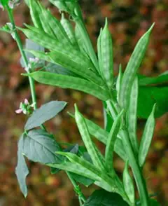 Cook Snap von kochcode-team