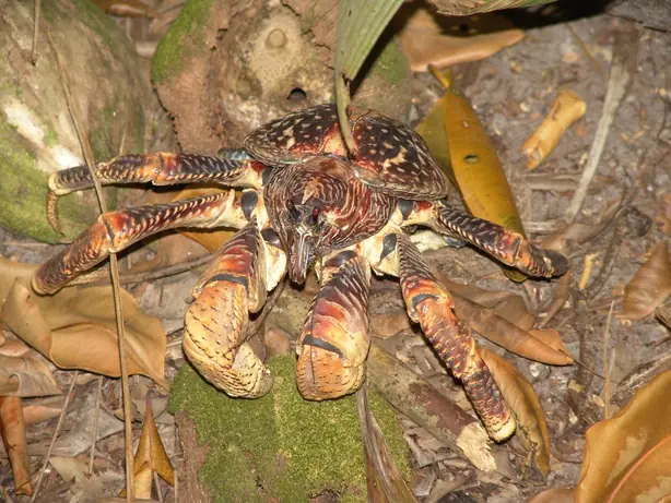 Coconut Crab Birgus latro – Foto: Drew Avery (CC BY 2.0)