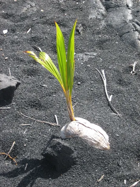 Cook Snap von kochcode-team