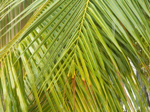 Cook Snap von kochcode-team