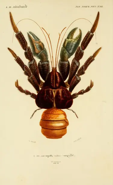 CoconutCrabDictionnaireDHistoireNaturelle1849 – Foto: Unknown (prints by Travies, Bl (PUBLIC DOMAIN)