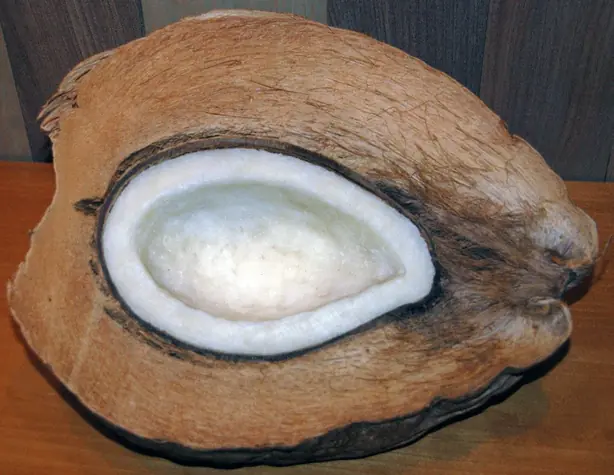 Cook Snap von kochcode-team