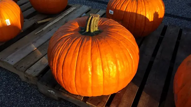 Foto von Klassischer Amerikanischer Pumpkin Pie – fertig angerichtet