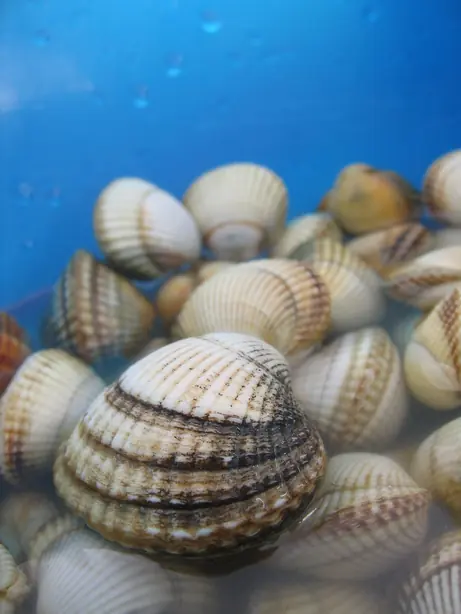 Coque blanche (Cerastoderma edule) – Foto: Féron Benjamin (CC BY-SA 2.0)