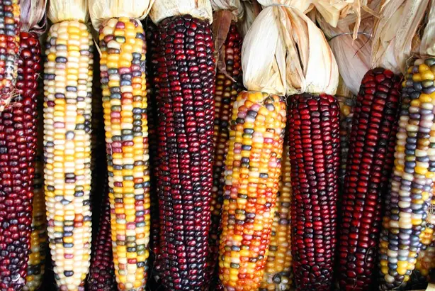 Cook Snap von kochcode-team