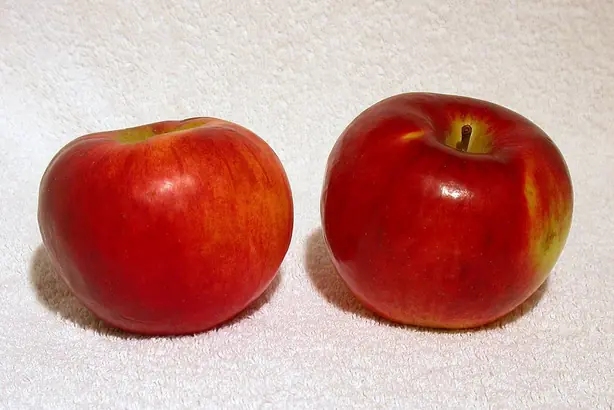 Foto von Amerikanischer Cortland Apple Pie – fertig angerichtet